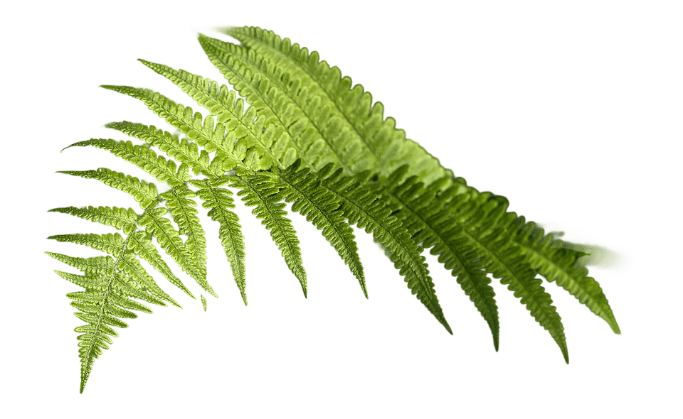 image of fern
