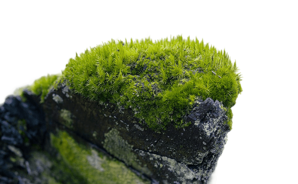 image of moss